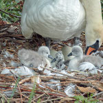 newly  born swan 3-4 minutes out of the egg