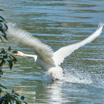 take off: Aarau Philosophenweg