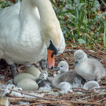 newly  born swan 3-4 minutes out of the egg: Aarau Philosophenweg