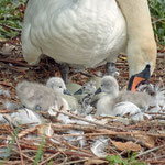 newly  born swan 3-4 minutes out of the egg