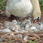 newly  born swan 3-4 minutes out of the egg