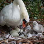 newly  born swan 3-4 minutes out of the egg: Aarau Philosophenweg