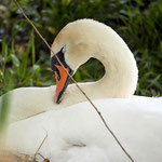 Sleepy mother swan