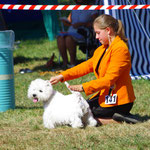Mit Leda (West Highland White Terrier) im Ring, Eiken CH 2015