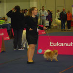 Mit Elli (Kleinspitz orange) im Ring, Tulln AT 2015