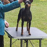 Mit Grace (English Toy Terrier) im Ring, Aarau CH 2015