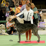 Mit Ailean (Deerhound) im Ring, Kreuzlingen CH 2016