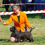 Mit Eve (Cairn Terrier) im Ring, Eiken CH 2015