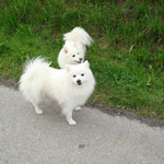(vorne) Eiyuu, (hinten) Blanca