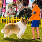 Mit Fredy (Collie) im Ring, Split CRO 2015