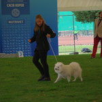 Koper 2013