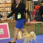 Mit Annie (Kleinspitz orange) im Ring, Genf CH 2015