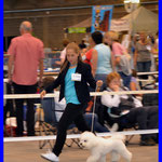 Mit Syfy (Bichon à poli frisé) im Ring, Mechelen BE 2013