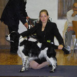 Mit Jack (English Springer Spaniel) im Ring, Wangen an der Aare CH 2015