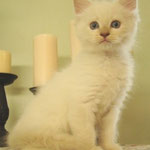 Lilac Mitted