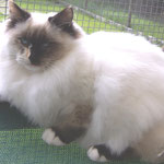 Tortie Mitted
