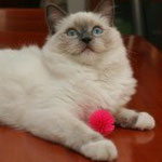 Blue Mitted