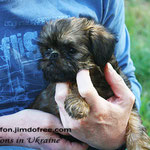 Griffon brussels puppies. Griffon puppy for sale. Griffons kennel "Zabavnaya roskosh'"