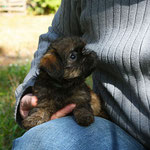 Griffon brussels puppies. Griffon puppy for sale. Griffons kennel "Zabavnaya roskosh'"