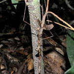 Stabheuschrecke, Wanderung auf den Corcovado, 11.03.2012