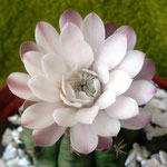 Gymnocalycium spec., 07.09.2012, 3 Std. spaeter