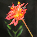 Blume auf dem Weg zum Pico da Tijuca (1021 m), 23.10.2011