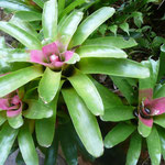 Bromelien, 21.07.2008