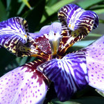 Lilie, Jardim Botanico in Rio, 2008