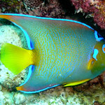 Der schoenste Fisch, den ich bisher in Brasilien (auch schon in Noronha) gesehen habe.