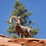 Zion NP