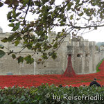 888246 "ceramic poppies" welche an die Gefallenen des 1. Weltkrieges erinnern