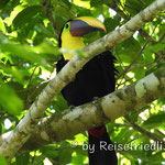 Tucan in der Purruja Lodge