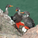 Kormoran in  Puerto Deseado