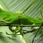 Leguan im Manuel Antonio Park