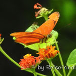 Schmetterling auf der Canas Castilla