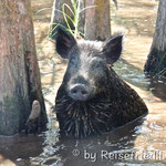 Wildschwein in den Sümpfen