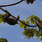 Faultier im Manuel Antonio Park