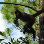 Spinnen-Affe im Zoo Belize