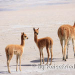 Vicunas an der Lagune Surire