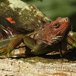 Leguan in der Purruja Lodge