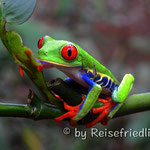 Red-Eye-Frog im Frogs Heaven