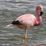 Flamingo an der Laguna Surre