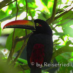 Tucan in der Purruja Lodge