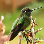 Kolibri am Mirador Quetzales