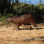 Kapibara am säugen
