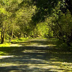 Parque