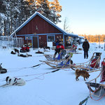 Huskyfarm & Hundeschlittentouren in Lappland