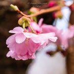 Kirschblüte-1