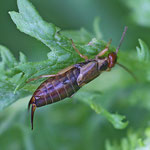 Earwig