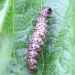 Noctuid Moth Caterpillar